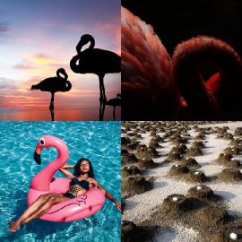 4 pics 1 word Daily puzzle September 3 2020