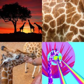 4 pics 1 word Daily puzzle September 21 2020