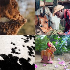 4 pics 1 word Daily puzzle February 11 2022