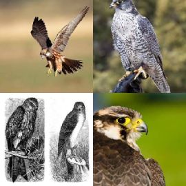 4 pics 1 word March 7 2021 Bonus puzzle