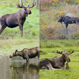 4 pics 1 word Daily puzzle March 17 2021