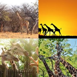 4 pics 1 word Daily puzzle June 12 2019