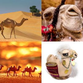 4 pics 1 word Daily puzzle January 28 2017