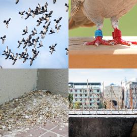 4 pics 1 word Daily puzzle August 27 2021