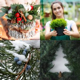 4 pics 1 word Daily puzzle December 21 2022