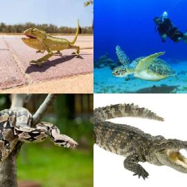 4 pics 1 word Daily puzzle November 18 2019