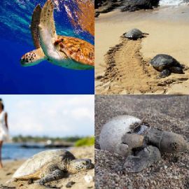 4 pics 1 word Daily puzzle September 5 2020