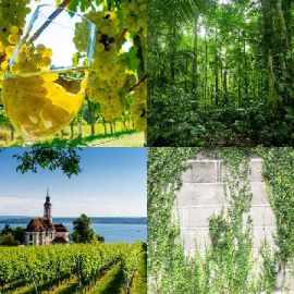 4 pics 1 word Daily puzzle November 21 2018