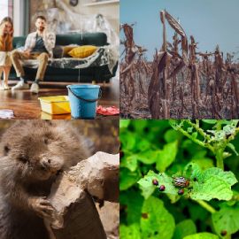 4 pics 1 word Daily puzzle January 11 2024