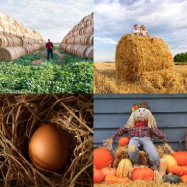 4 pics 1 word Daily puzzle October 8 2024