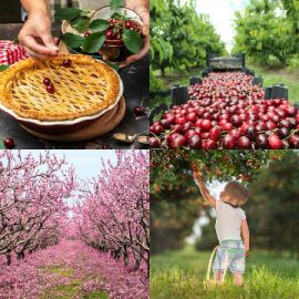 4 pics 1 word Daily puzzle October 21 2024