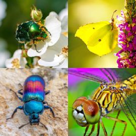 4 pics 1 word level 298