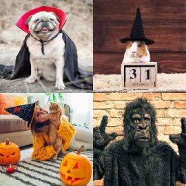 4 pics 1 word October 17 2025 Bonus puzzle