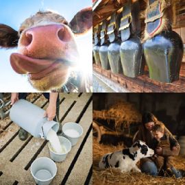 4 pics 1 word Daily puzzle November 8 2025