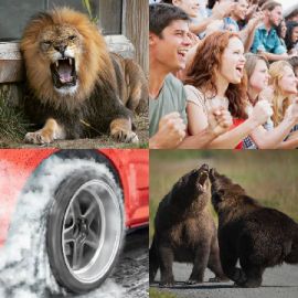 4 pics 1 word November 14 2025 Bonus puzzle