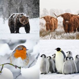 4 pics 1 word Daily puzzle December 4 2025