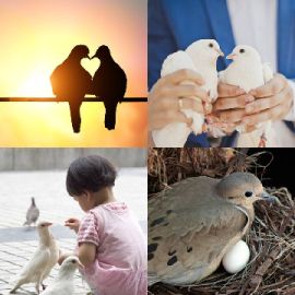 4 pics 1 word level 8986