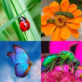 4 pics 1 word April 1 2026 Bonus puzzle