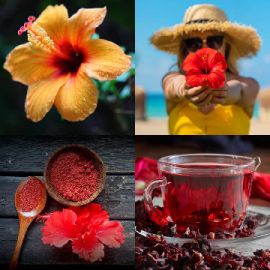 4 pics 1 word April 26 2026 Bonus puzzle